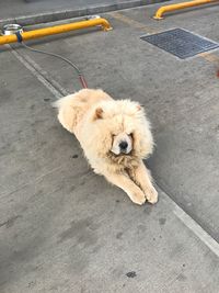 High angle portrait of dog on road in city