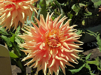 Close-up of flowers