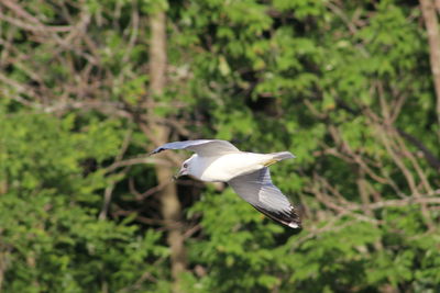 Bird flying over a land