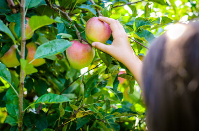 Close-up of apple on tree