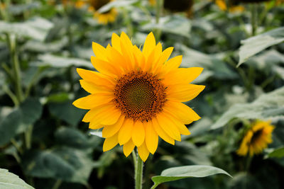 Close-up of yellow sunflower