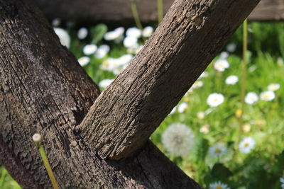 Close-up of tree trunk