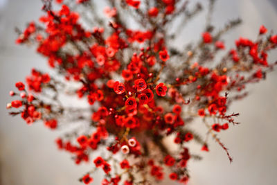 Close-up of red berries on tree