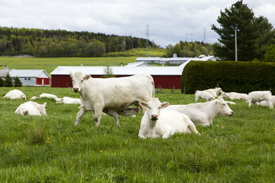 White cattle resting in grassy field with farm buildings in the background