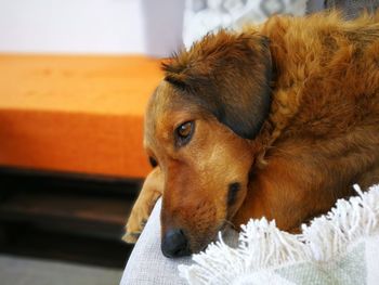 Close-up of dog looking away at home