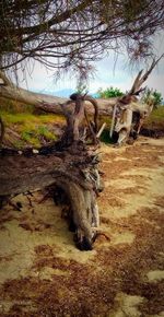 Trees on field