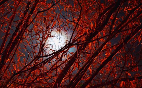 Low angle view of trees against sky