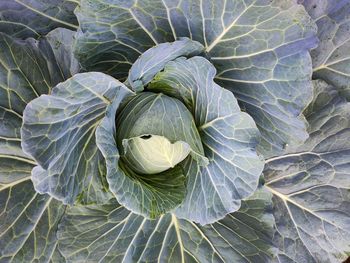 cabbage