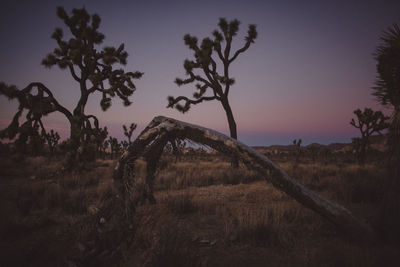 Trees on landscape against sky