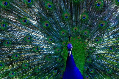 Full frame shot of peacock