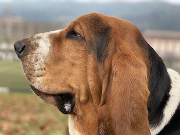 Close-up of dog looking away - blues posing