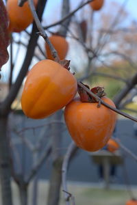 Close-up of orange fruit on tree