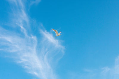 Low angle view of seagulls flying in sky