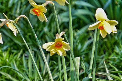 Close-up of yellow daffodil flowers