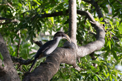 Low angle view of bird perching on tree