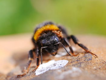 Close-up of bee