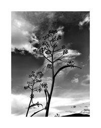 Flower against sky