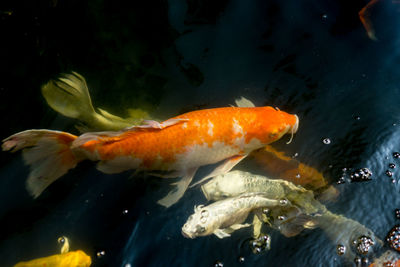 Fish swimming in sea