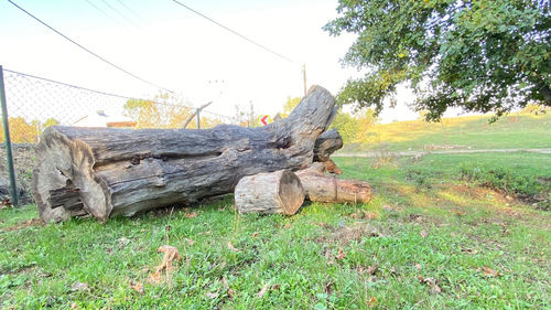 Stack of logs on field in forest