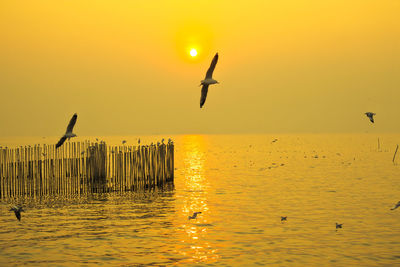 Silhouette of bird flying over sea against sky during sunset