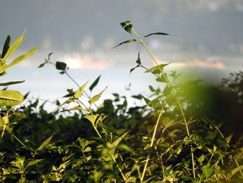 Close-up of plant growing on field against sky