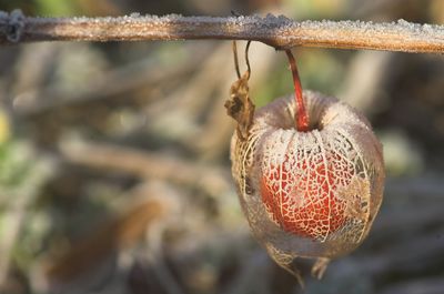 Close-up of frozen winter cherry during winter