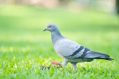 Close-up of pigeon