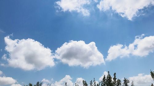 Low angle view of trees against sky