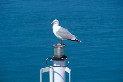 Low angle view of seagull. 