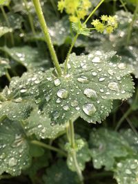 Raindrops on leaf