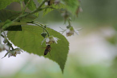 Close-up of insect on plant