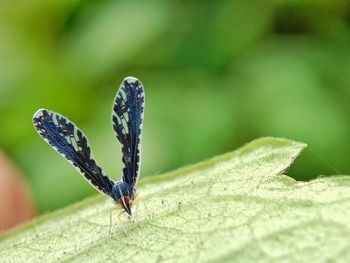 Close-up of insect on leaf