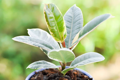 Close-up of white flowering plant