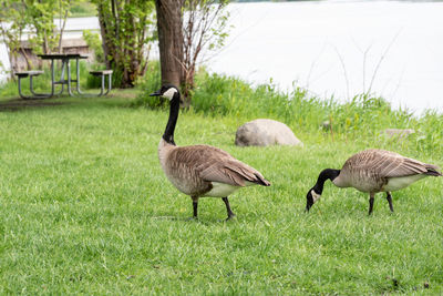 Ducks on grassy field