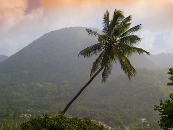 Low angle view of coconut palm tree against sky