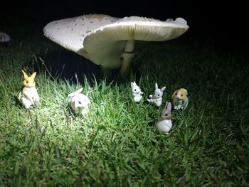 Close-up of mushrooms on field