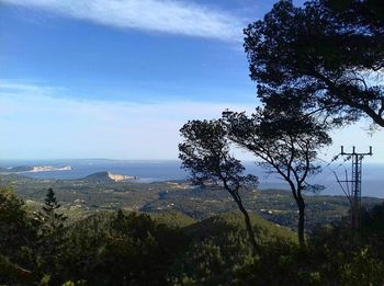 Trees by sea against sky