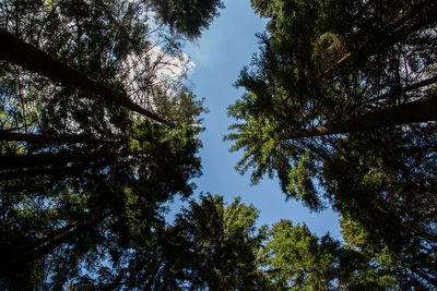 Low angle view of trees against sky