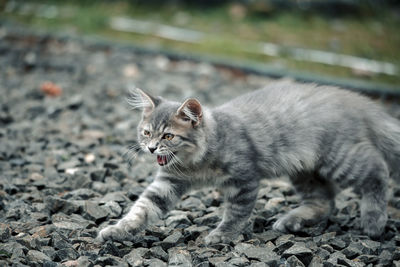 Cat looking away on field