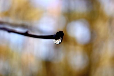 Close-up of raindrops on twig