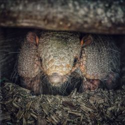 Close-up of armadillo