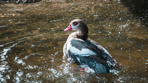 Duck swimming in lake