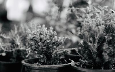 Close-up of potted plant