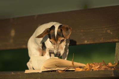 Close-up of a dog looking away