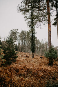 New forest pony in woodland