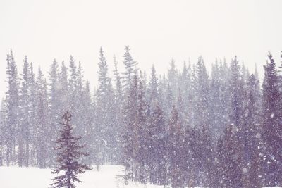 Snow covered pine trees in forest against sky