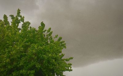 Low angle view of tree against cloudy sky