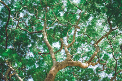 Low angle view of trees in forest