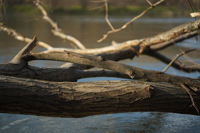 Close-up of tree trunk in the water