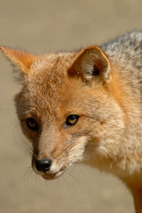 A close-up of a fox in argentina, vertical image.